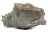 Rare, Partially Enrolled Dysplanus Acutigenia Trilobite - Russia #363226-1